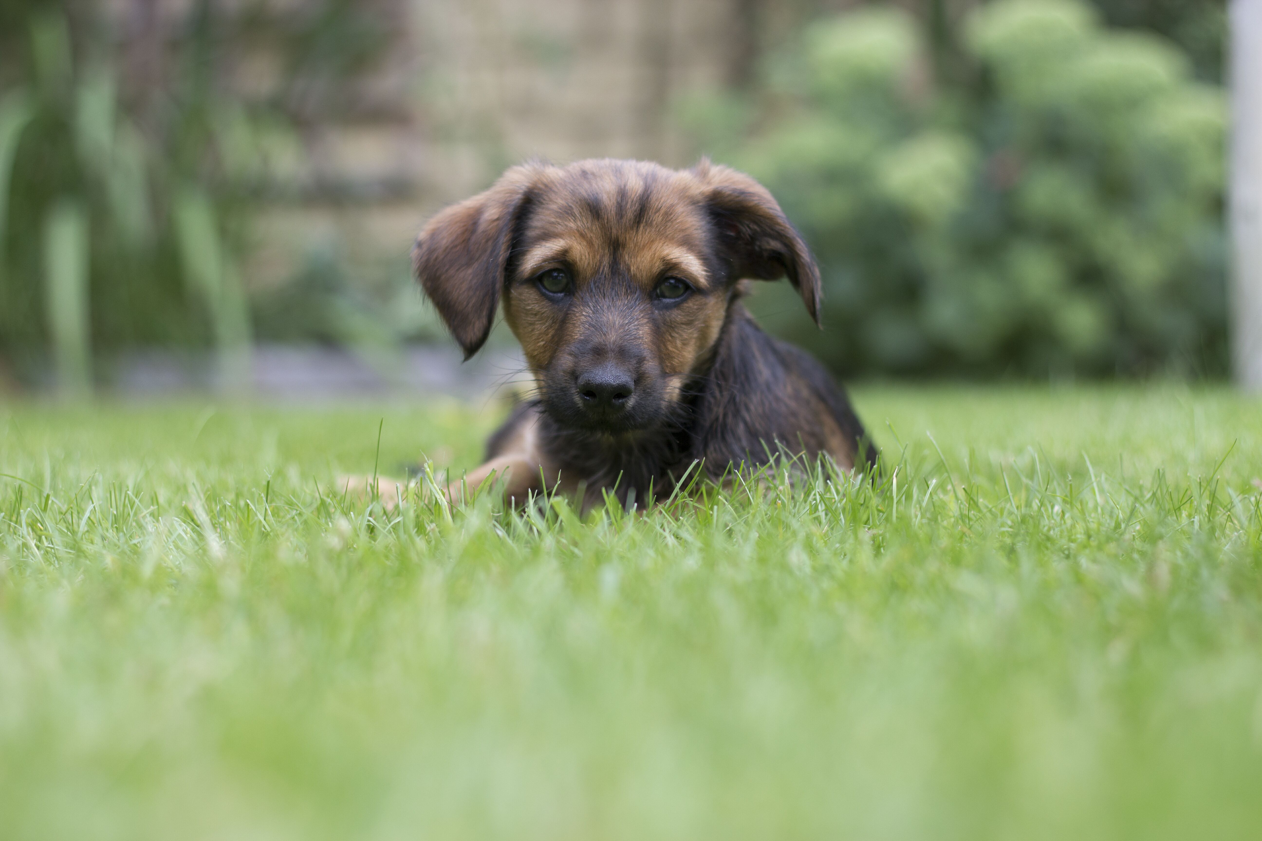 Natural treatment for lungworm in outlet dogs